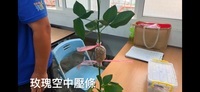 園藝暨景觀科-11505-玫瑰空中壓條圖片